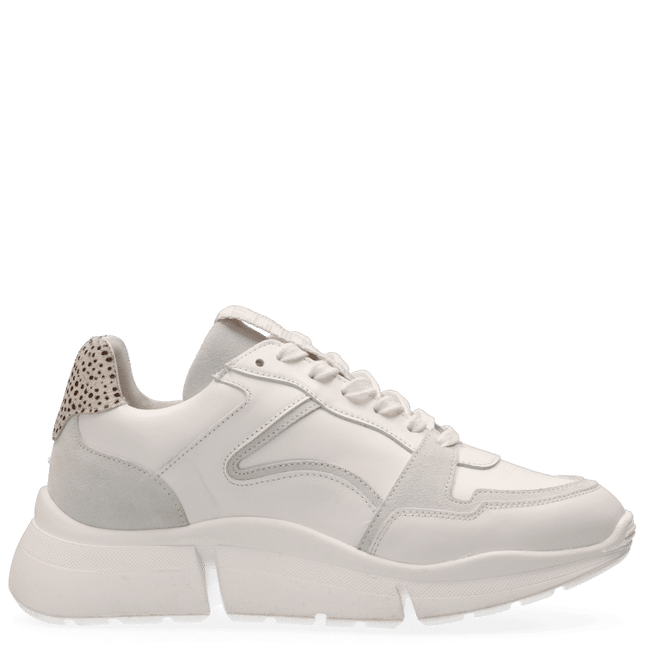 Cody Sneakers with a Touch of Style